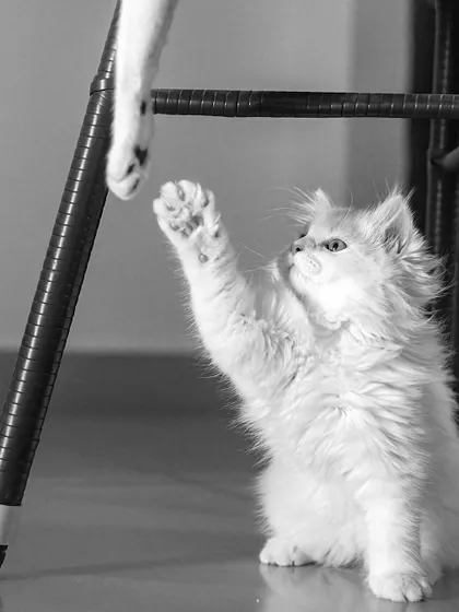 Meet Tofu, the smallest, cutest, and naughtiest of his trio. This black and white action shot captures him mid-pounce, a perfect representation of his boundless kitten energy.
