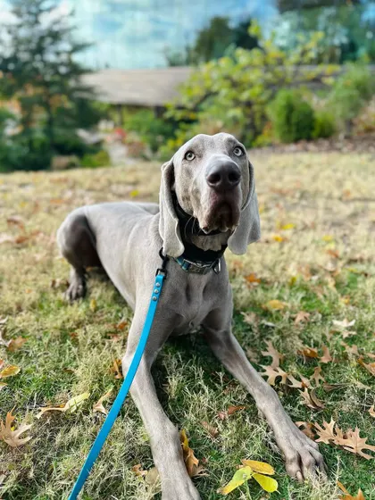 Jax, a Weimaraner graduate, relaxing in the yard. He's a quick learner who just needed some help with his stubborn streak. Now he listens the first time.