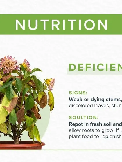 Nutrient deficiencies can cause weak stems and discolored leaves. This infographic explains how to identify signs of poor nutrition and provides solutions like repotting in fresh soil or adding plant food to replenish nutrients.