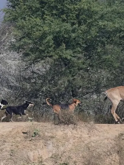 The Nilgai runs for its life, with the pack of dogs in hot pursuit. The next morning, she was found dead. Precise data on this threat is not clearly realized, but it is huge and rising.