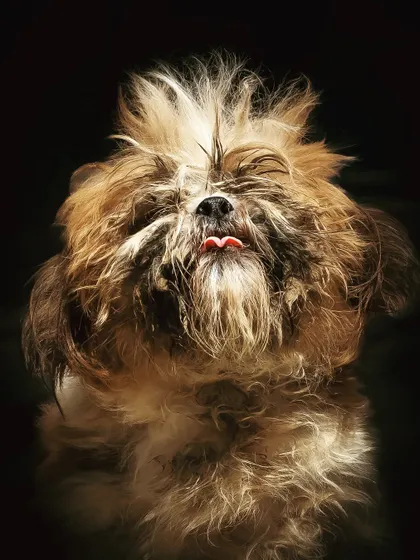 Sometimes messy is best! This Shih Tzu's wild hair and sticking-out tongue give this studio portrait so much character and humor. We don't need perfection, just personality.