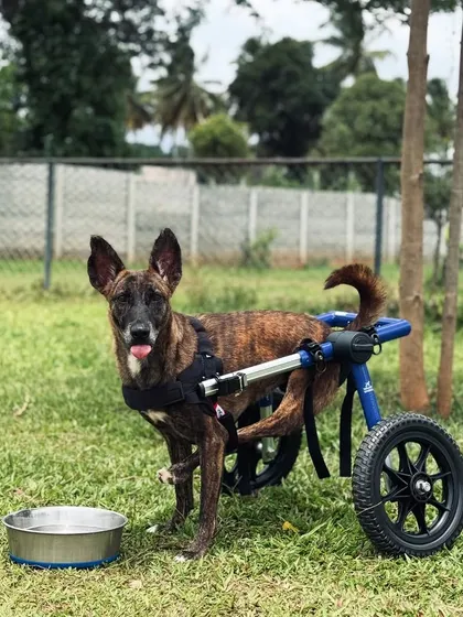 A happy face and a wagging tail. This brindle pup with a wheelchair is ready for a drink after a fun run with friends.