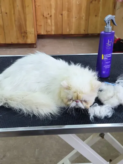 This sleepy Persian cat is resting next to a pile of his own fur after a thorough de-shedding session. Removing all that loose undercoat makes him feel so much lighter and more comfortable.