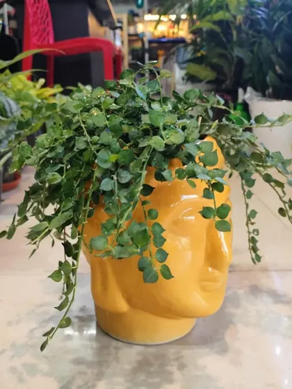 This Million Hearts plant looks fantastic in our quirky yellow Buddha face planter. We believe the right pot is the perfect finishing touch, and we stock a variety of unique designs to match your style.