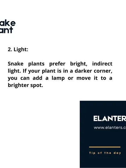 Snake Plant Lighting Tip: While they can survive in low light, Snake Plants prefer bright, indirect light to truly thrive and show off their vibrant leaf patterns.