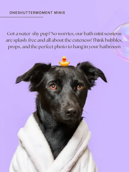 Even water-shy pups can enjoy my bath sessions! This handsome black dog is rocking his white robe and rubber ducky against a lovely purple backdrop. These are splash-free and full of adorable moments.
