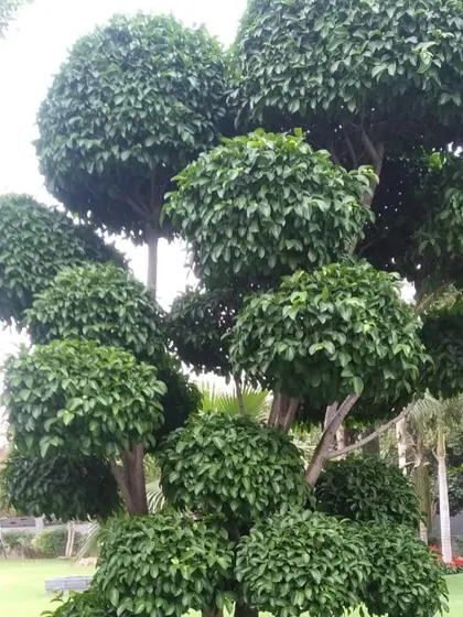 Another example of a multi-ball topiary, where different sections of the tree are pruned into dense spheres. This technique requires skill and patience and adds a formal, artistic touch to the landscape.