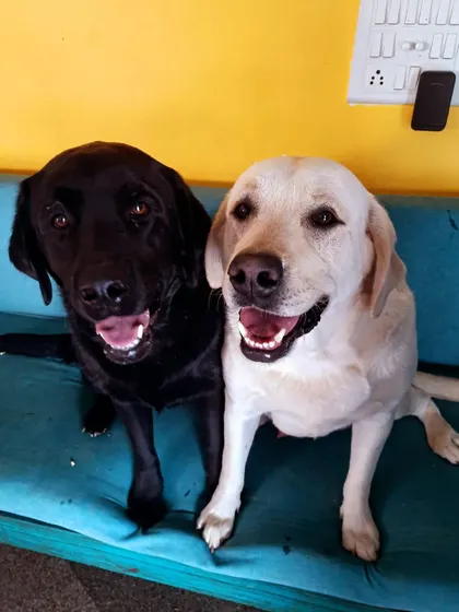 Yin and Yang have been with us for over a year. For long-term boarders, we become their second family, providing daily video updates so their humans can see they are safe, loved, and happy.