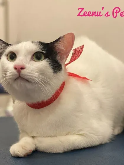 It’s not just long-haired cats who need pampering. This handsome short-haired cat is looking so sleek and dapper after his grooming session. A good bath and brush makes his white coat shine, and the red bow adds a splash of fun.