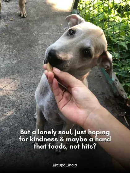 "But a lonely soul, just hoping for kindness & maybe hoping for a hand that feeds, not hits?" Changing our perception is the first step to showing compassion.