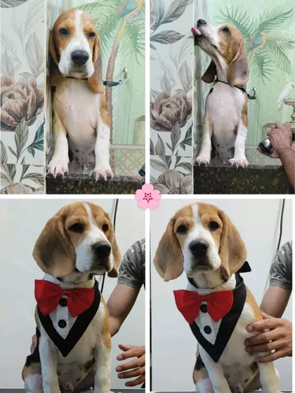 This Beagle's spa day collage shows him going from bath time to a dapper gentleman.