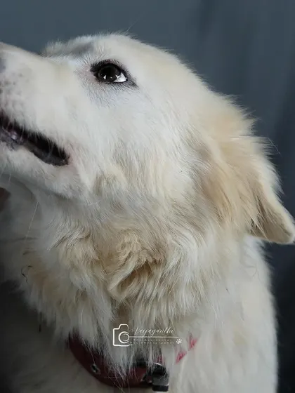 A beautiful white dog looking up, its soft fur and gentle expression highlighted by the studio lighting.