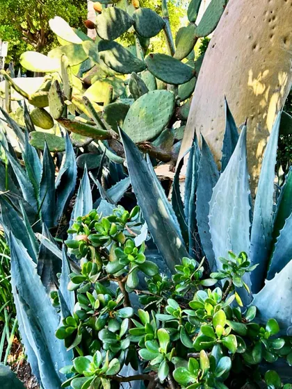 A mix of succulents like Agave and Jade plants. Providing the right desert-like conditions is key to successfully growing these water-wise plants.