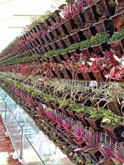 A closer look at the diverse plant life in the terrace vertical garden. I carefully selected plants with different colors, including deep purples and bright greens, to create a rich, striped pattern.