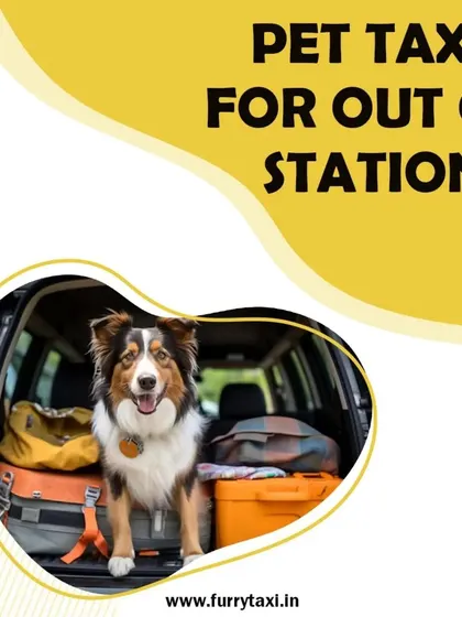 My out-of-station pet taxi service is designed for long-distance comfort. The car is fully equipped to handle luggage and provide ample space for your pet.