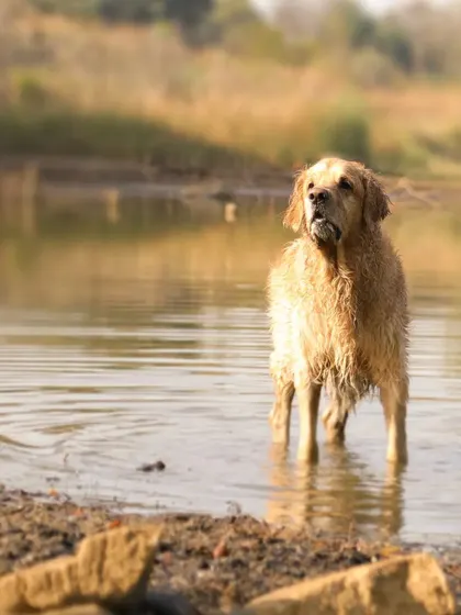 Simba stands majestically in the lake, surveying his surroundings. The warm, golden light of the afternoon sun gives this portrait a beautiful, timeless feel.