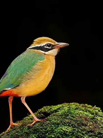 A portrait of the Indian Pitta against a clean black background, highlighting its nine colors.