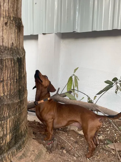 Another shot of our little Dachshund supervisor, making sure the yard meets his standards.