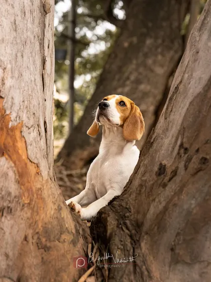 A beagle praying for the weekend to come back. I found this perfect little nook in a tree that made for a whimsical and funny portrait.