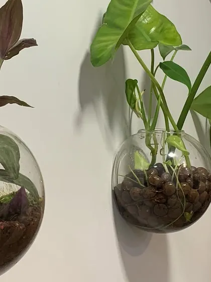A closer look at three of my wall-mounted bubble planters. The one on the left is a soil-based open terrarium with moss, while the other two demonstrate water propagation with plants growing in clay pebbles and water.