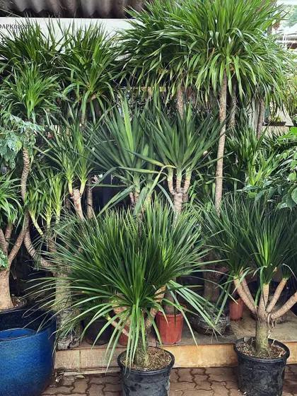 A jungle of Dracaena Draco and Yucca plants. This image shows how grouping similar architectural plants together can create a powerful and cohesive design statement, perfect for a large, modern space.