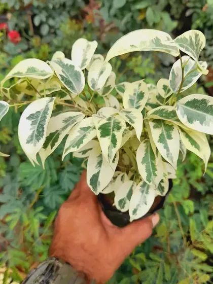 This is a variegated Ficus plant, with beautiful white and green leaves. It's a lovely ornamental plant that I often use in balcony and indoor setups.