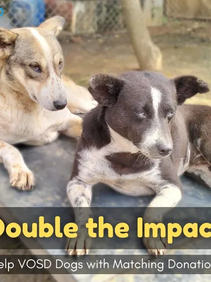 Two of our residents, relaxing together. Your donation, when matched by your employer, provides twice the food, twice the medical care, and twice the hope for them.