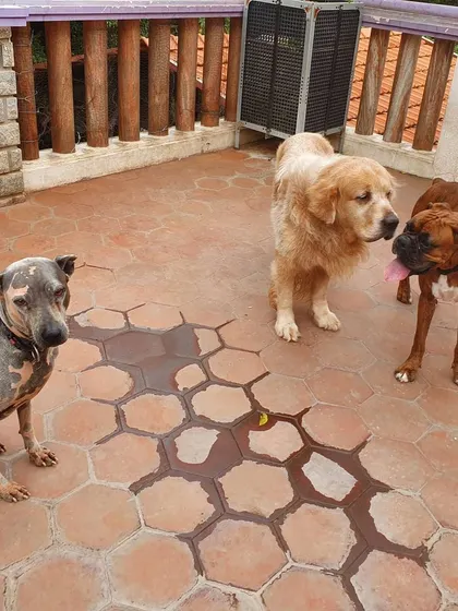 Three dogs of different breeds sharing the same space peacefully. This is a testament to a well-balanced pack environment.