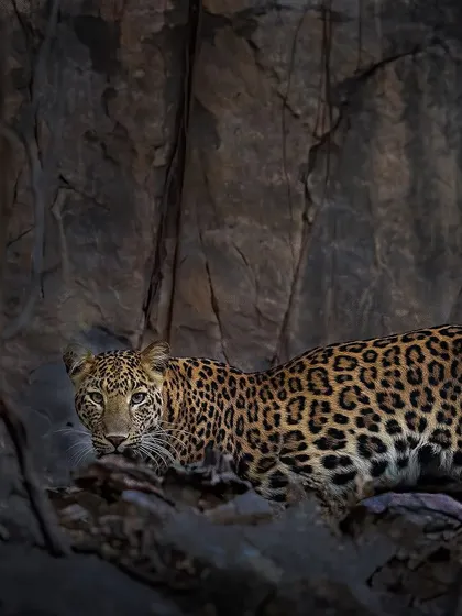 A leopard spotted against the dark rocks of the Anantpura area. While famous for tigers, Ranthambore also has a healthy leopard population, and spotting one is always a thrill.