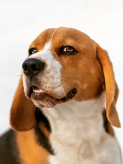 A classic portrait of my beagle, Scamp, showcasing his signature thoughtful and slightly mischievous expression.