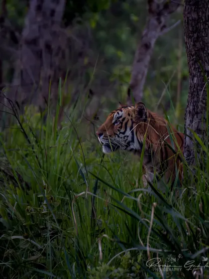 Tiger S-3 emerges from behind a tree in Pilibhit, pausing just long enough for a perfect pose before melting back into the jungle.