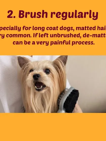 Tip 2: Brush regularly. Daily brushing is the single most important thing you can do to prevent painful matting, especially for long-haired dogs.