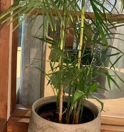 A small palm plant in a stylish pot, perfect for adding a green touch to an indoor corner or office space.