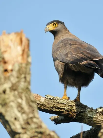 The Crested Serpent Eagle, a magnificent bird of prey, can often be spotted perched on high branches, surveying its territory.