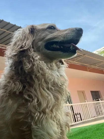 A majestic golden retriever looks up at the sky, enjoying the fresh air and open space of the play yard.