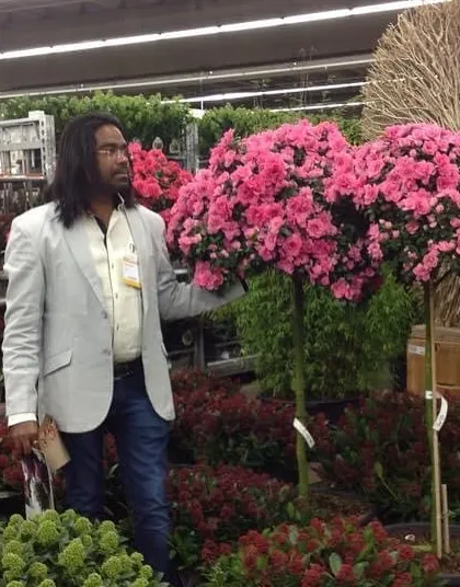 Admiring a beautiful pink Azalea topiary tree during my trip to the Netherlands. This kind of sculpted plant makes a wonderful statement piece.