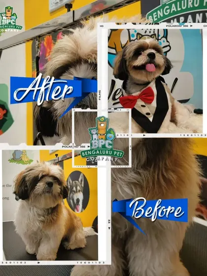 This collage shows the journey from a shaggy coat to a dapper look for this cute Shih Tzu.