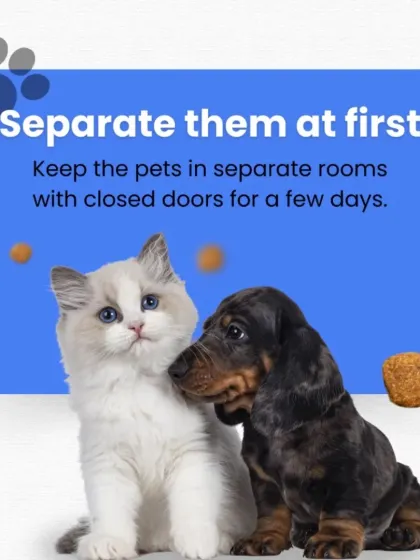 Introducing a new dog and cat requires patience. This graphic explains the first crucial step: keeping them in separate rooms to allow them to get used to each other's scent before a face-to-face meeting.