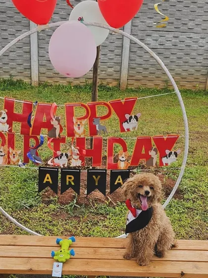 Another angle of Arya's adorable birthday setup. We love creating these picture-perfect moments for you and your furry family member.
