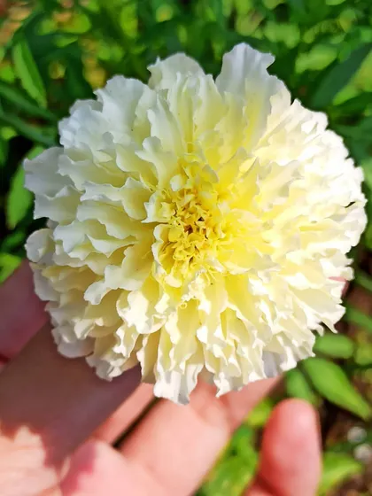 My first white marigold grown from seed. The sunlight hitting the delicate white and yellow petals makes it look so heavenly.