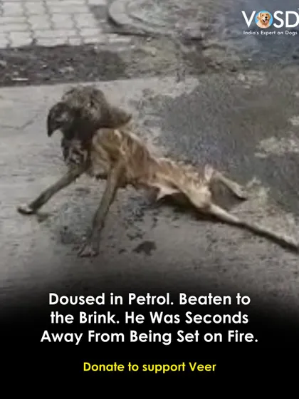 This was Veer when he was rescued. Doused in petrol and beaten to the brink of death, he was seconds away from an unimaginable end. His survival is a miracle, and his story is a powerful call to action against animal cruelty.