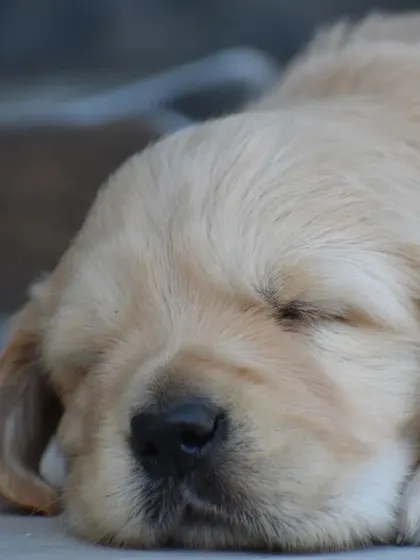 The picture of innocence. This sleeping Golden puppy shows the peaceful temperament we nurture in our dogs.