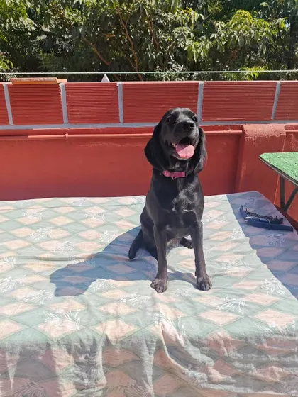 A happy, black, floppy-eared guest enjoying her time in the sun. Every dog that comes to stay with me becomes part of the family, and their happiness is my top priority.