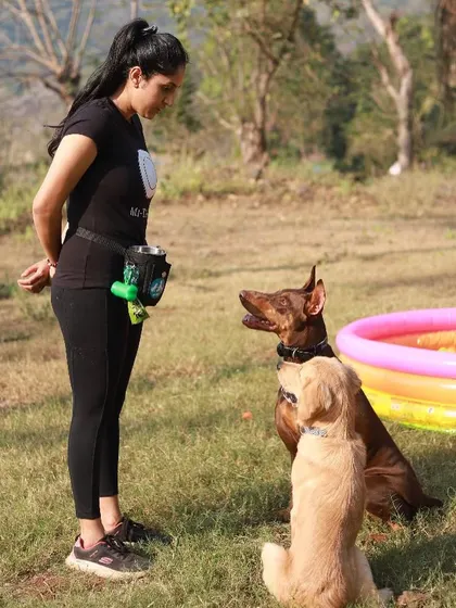 A photo from one of our training camps, working on focus and obedience with a Doberman and a Golden Retriever.