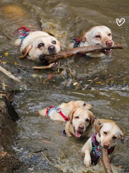 A collage showing the unbreakable bond between two canine siblings, Bella and Elmo, as they play together in the water, sharing their favorite stick.