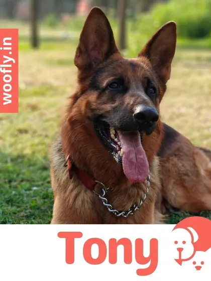 Tony the German Shepherd is looking majestic and clean after his session. My services include everything needed to maintain a healthy coat and skin.