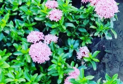 A bed of pink Ixora flowers, a hardy shrub that provides continuous color in a sunny garden.