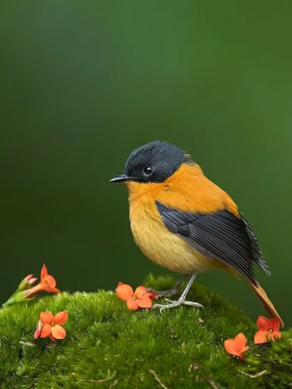 The male Black-and-orange Flycatcher in a slightly different pose, set against a bed of moss and flowers.