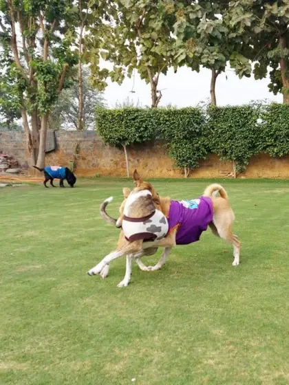 A playful interaction between two dogs on the lawn. This is healthy socialization in a controlled and safe environment.