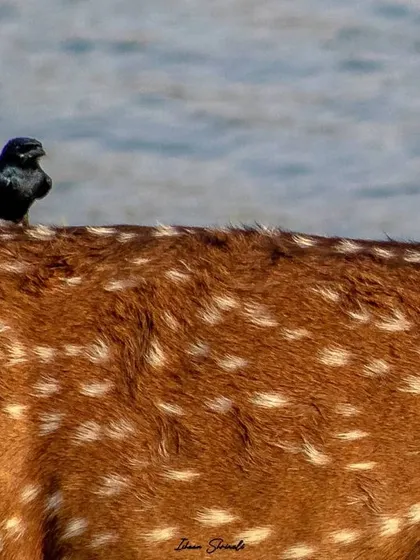 A fun behavioral shot showing a symbiotic relationship. This Black Drongo is getting a free ride on the back of a Spotted Deer in Ranthambore, creating a 'Wild Taxi' service.